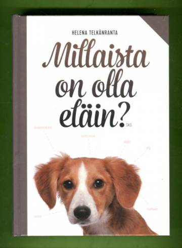 Millaista on olla eläin?