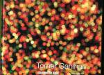 Tomer Ganihar - Channel of Light