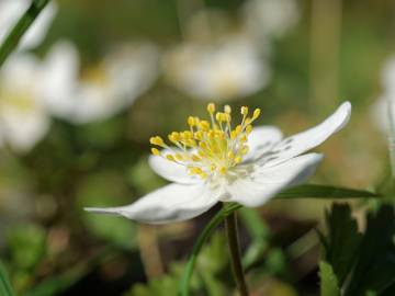 HYVÄÄ ÄITIENPÄIVÄÄ